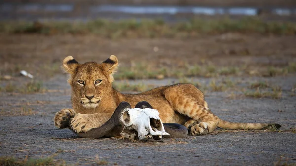 Lioness Savannah Africa — Stock Photo, Image