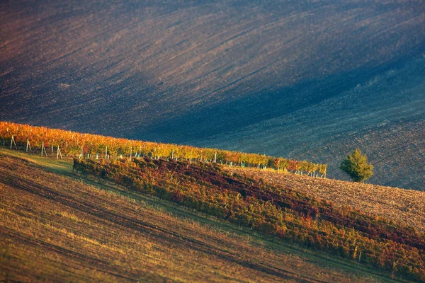 Vineyards Mountains Langhe Region Tuscany Italy — Stock Photo, Image