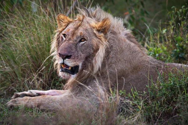 León Macho Sabana Kenya — Foto de Stock