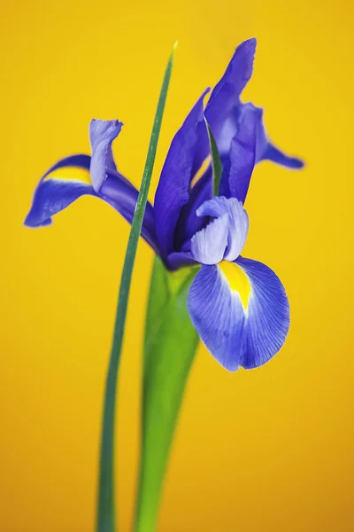 Blue Lily Yellow Bacground Studio Photography — Stock Photo, Image