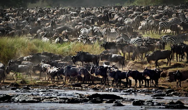 Kudde Wilde Dieren Savanne Van Kenya — Stockfoto
