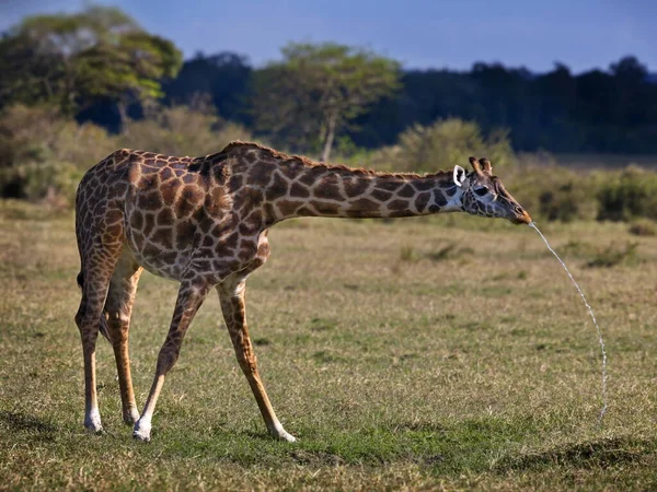 Żyrafa Sawannie Kenii — Zdjęcie stockowe