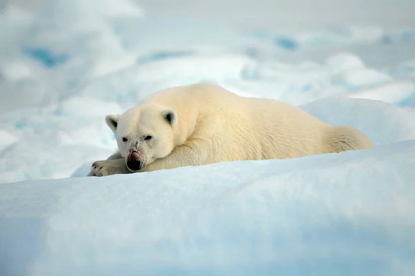 Orso Polare Sdraiato Sul Branco Del Mare — Foto Stock