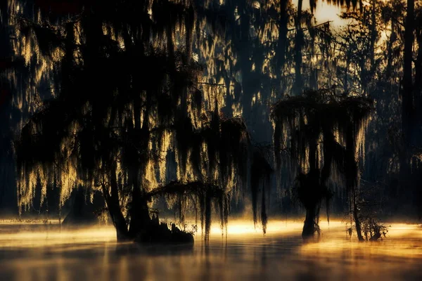 Beau Paysage Avec Des Arbres Dans Eau Dans Forêt — Photo