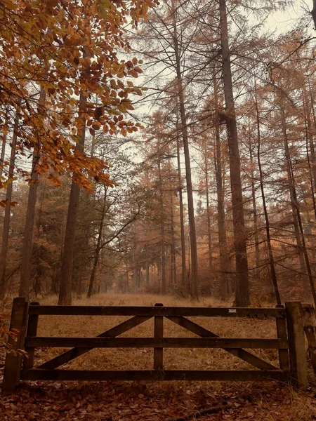 Красивый Осенний Лес Деревьями Листьями — стоковое фото