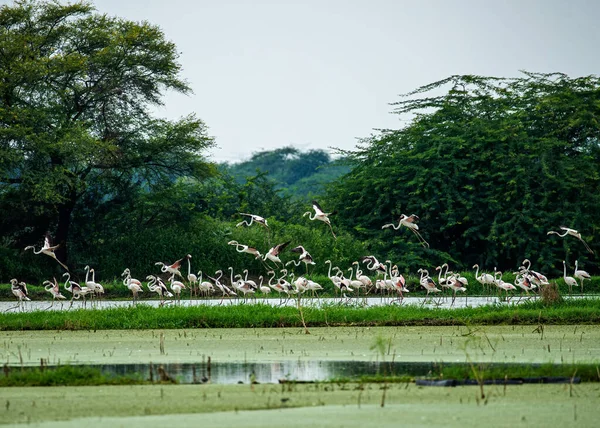 Landung Von Flamingos See Über Einer Gruppe Anderer — Stockfoto