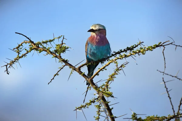 Птица Сидит Ветке Дерева Национальном Парке Крюгер Южная Африка — стоковое фото