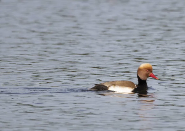 Bonito Pato Branco Lago — Fotografia de Stock