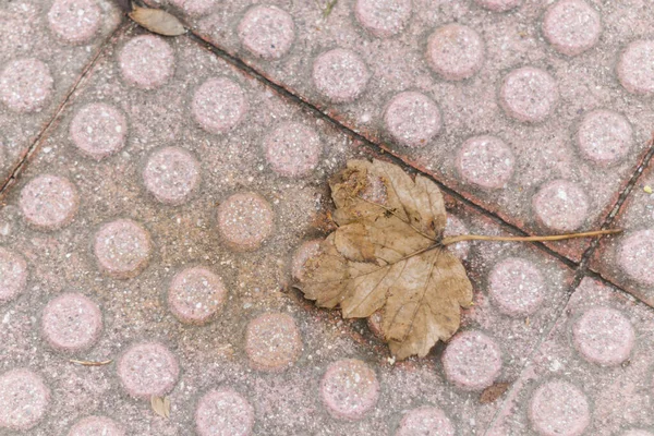 Herfstbladeren Grond — Stockfoto