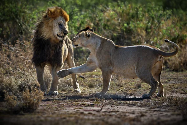 Lion Savannah Africa — Stock Photo, Image