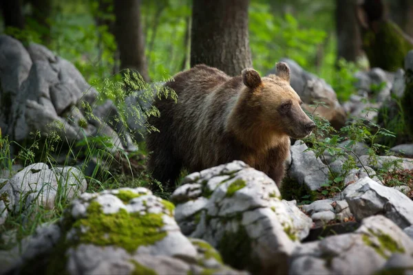 Καφέ Αρκούδα Στο Δάσος — Φωτογραφία Αρχείου