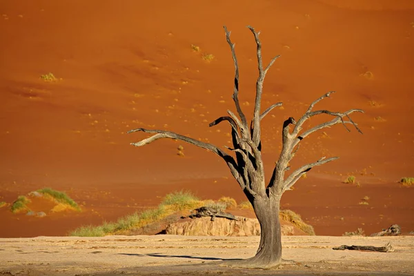 Schöner Blick Auf Die Wüste — Stockfoto