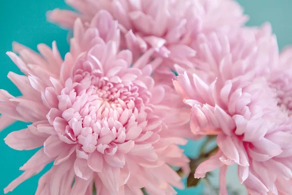 Pink Chrysanthemums Cyan Background Studio Photo — ストック写真