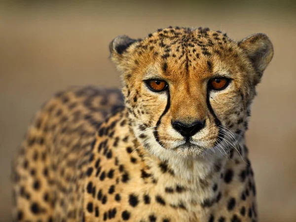 Gepárd Kruger Nemzeti Parkban Dél Afrikában — Stock Fotó