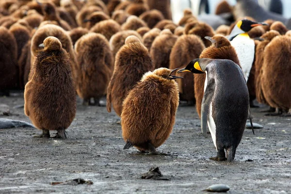 Grupo Pinguins Bonitos Neve — Fotografia de Stock