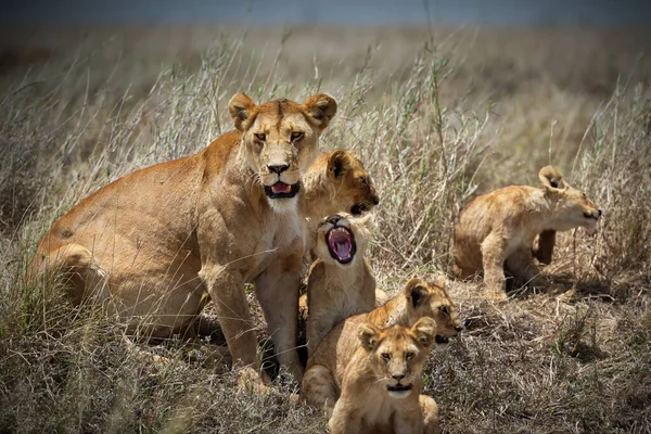 Lioness Savannah Africa — Stock Photo, Image