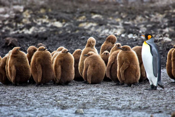 Grupo Pinguins Neve — Fotografia de Stock