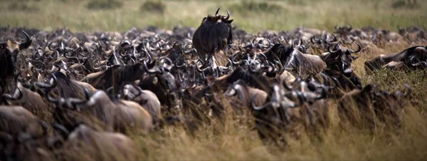 Animais Selvagens Campo — Fotografia de Stock