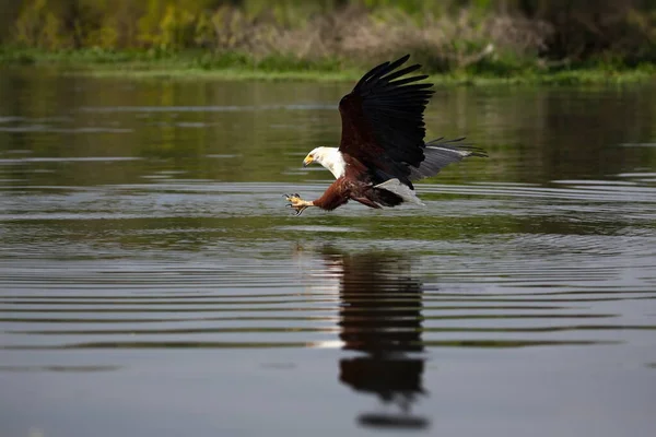 Pelikan Biały Ardea Cinerea — Zdjęcie stockowe