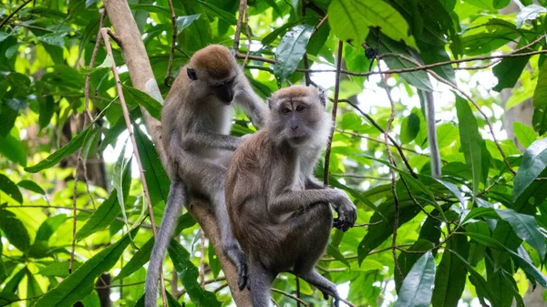 Молодих Орангутангів Джунглях — стокове фото
