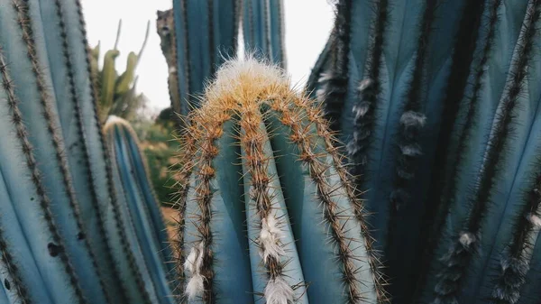 Hermoso Plano Botánico Fondo Pantalla Natural —  Fotos de Stock