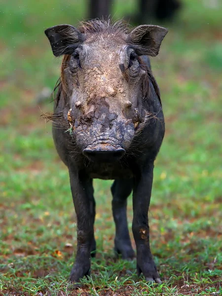 Een Close Shot Van Een Zwarte Neushoorn Het Gras — Stockfoto