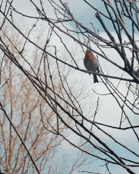 Vogel Auf Einem Baum — Stockfoto