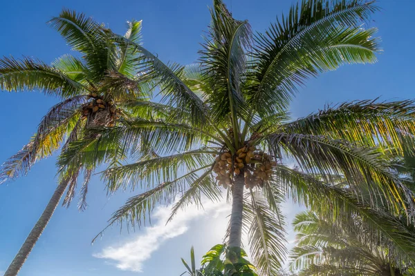 Palmboom Het Strand — Stockfoto
