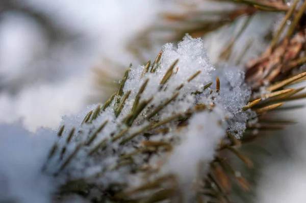 Hófödte Fenyőlevelek Erdőben — Stock Fotó