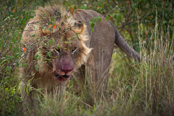 Leão Savana África — Fotografia de Stock