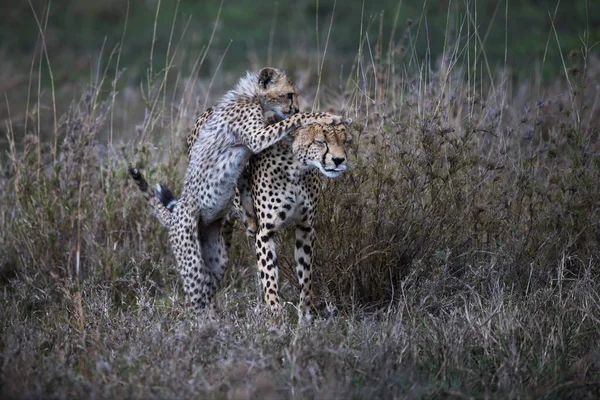 Cheetah Unge Savannen Afrika — Stockfoto