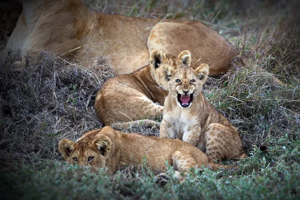 Löwenjunges Der Savanne Afrikas — Stockfoto