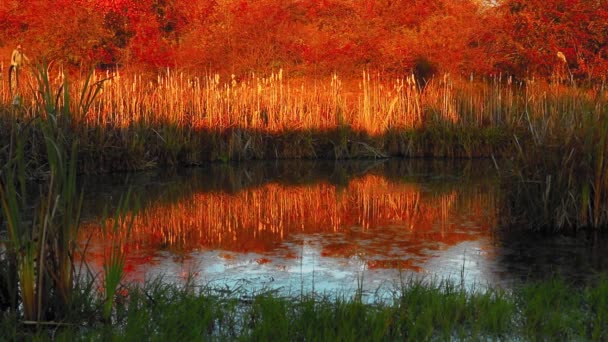 Piękne Ujęcie Kolorowych Jesiennych Drzew — Wideo stockowe