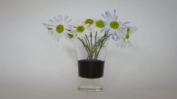 Vazodaki Siyah Suyla Papatya Çiçeklerinin Yakın Çekim Görüntüleri — Stok video