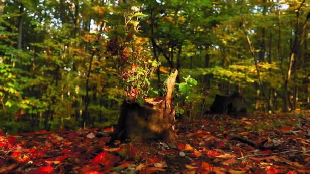 Krásný Záběr Barevných Podzimních Stromů — Stock video