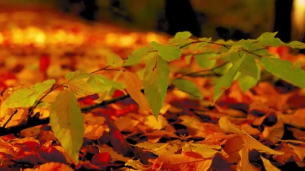 Krásný Záběr Barevných Podzimních Stromů — Stock video