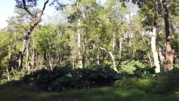 热带森林中骑马的镜头 — 图库视频影像