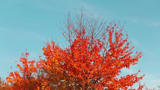 Una Hermosa Toma Coloridos Árboles Otoñales — Vídeo de stock