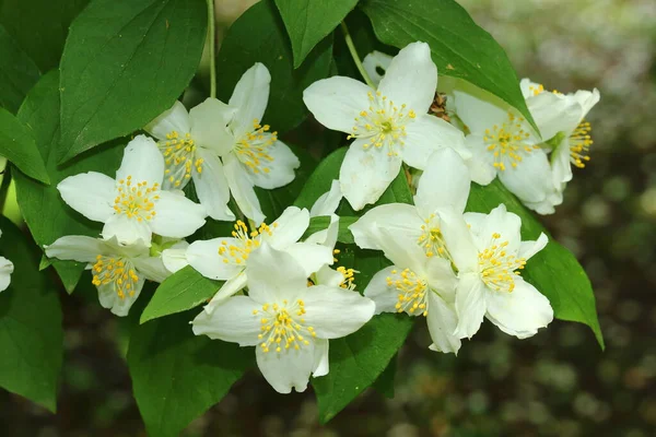 Las Flores Blancas Pera Sobre Fondo Las Hojas Verdes — Foto de Stock