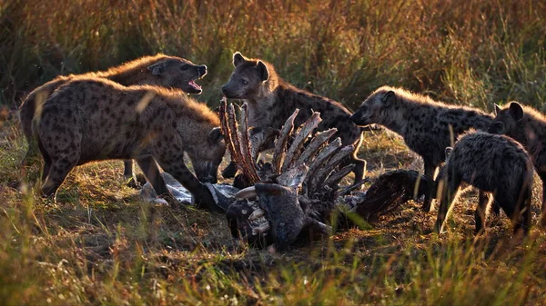 Group Wild Animals Meadow — Stock Photo, Image