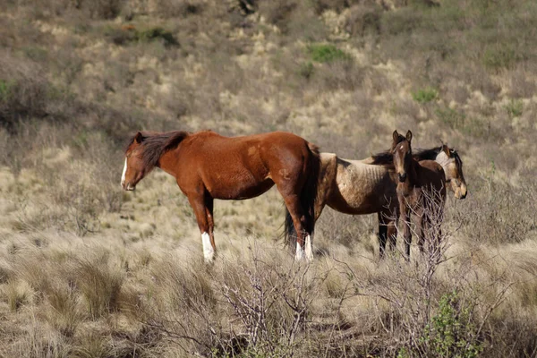 Krásný Divoký Kůň Poušti Utah — Stock fotografie