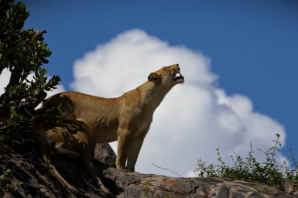 Λιοντάρι Στη Σαβάνα Του Κένυα — Φωτογραφία Αρχείου