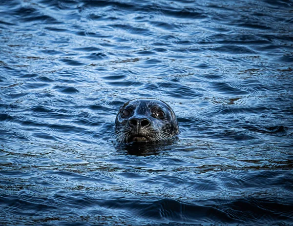 Primer Plano Una Linda Foca —  Fotos de Stock