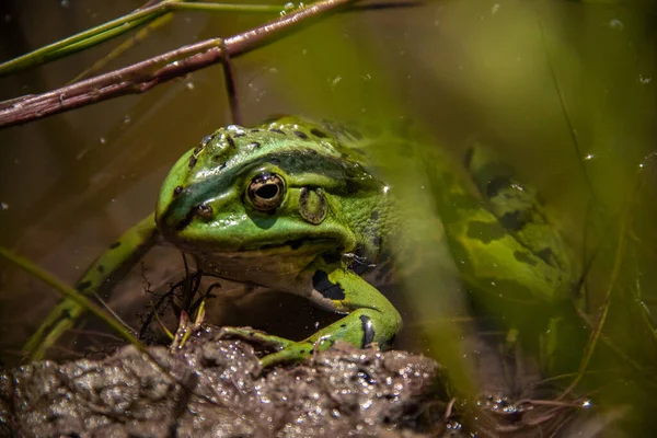 Frosch Auf Dem Fluss — Stockfoto