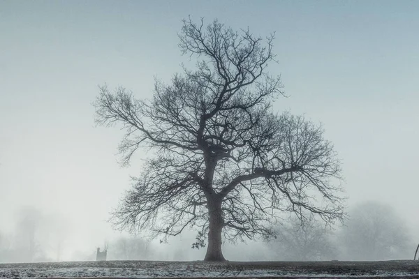 Beau Paysage Hivernal Avec Arbres Neige — Photo