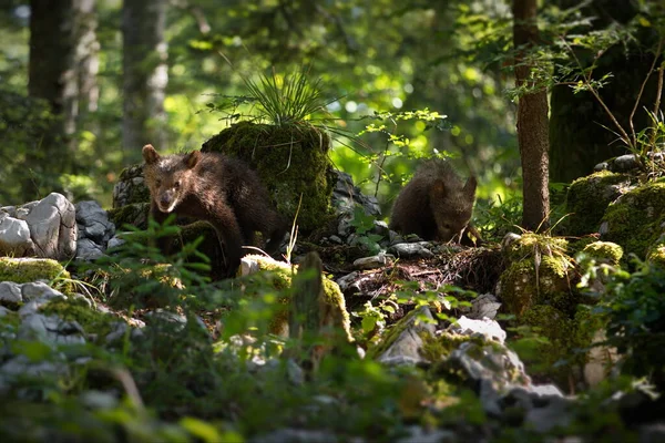 Closeup Shot Brown Bear Forest — Stock Photo, Image