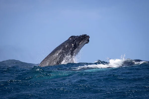 Humbak Wieloryb Morzu — Zdjęcie stockowe