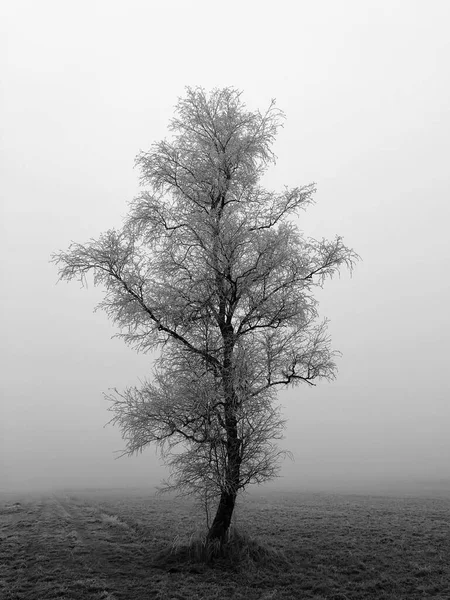 Beau Paysage Automne Avec Des Arbres Des Plantes — Photo