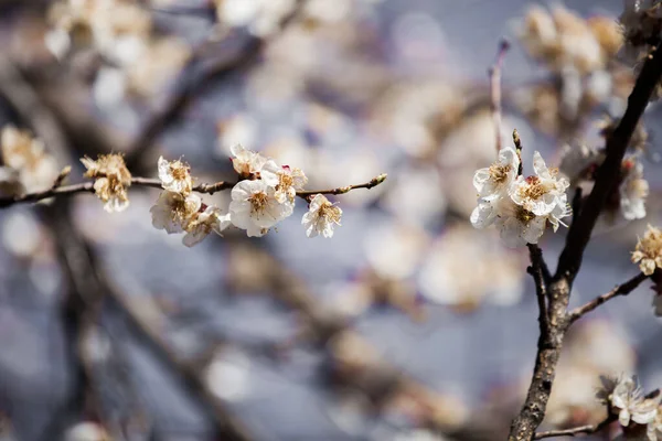 Hermoso Cerezo Flor Primavera — Foto de Stock
