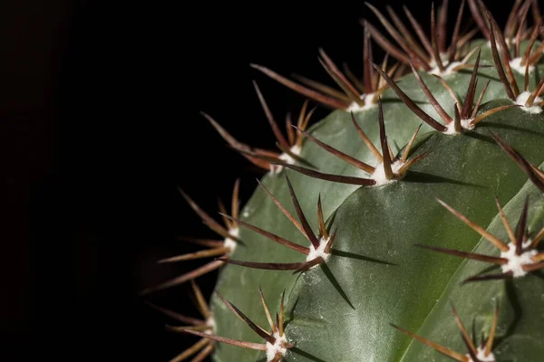 Közel Egy Kaktuszhoz Egy Edényben — Stock Fotó